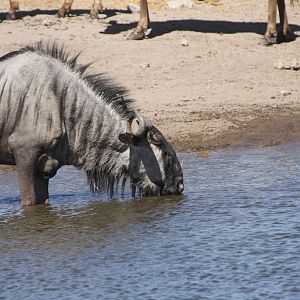 Blue Wildebeest at Etosha National Park National Park