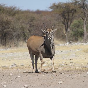 Cape Eland at Etosha National Park