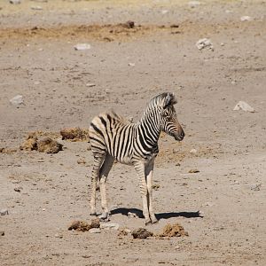 Zebra at Etosha National Park