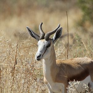 Springbok at Etosha National Park