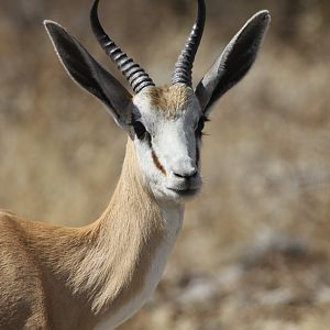 Springbok at Etosha National Park