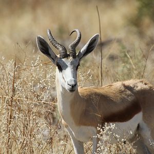 Springbok at Etosha National Park