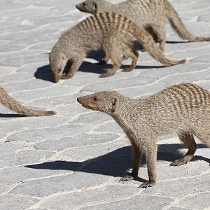 Banded Mongoose at Etosha National Park