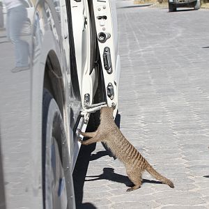 Banded Mongoose at Etosha National Park