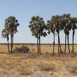 Etosha National Park