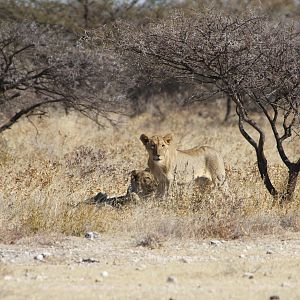 Lion at Etosha National Park