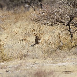 Lion at Etosha National Park