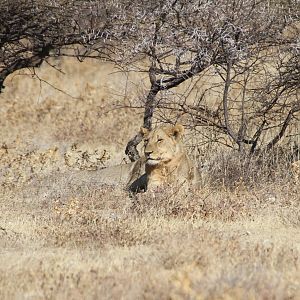 Lion at Etosha National Park