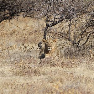 Etosha National Park