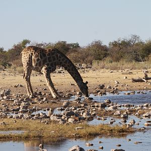 Giraffe at Etosha National Park