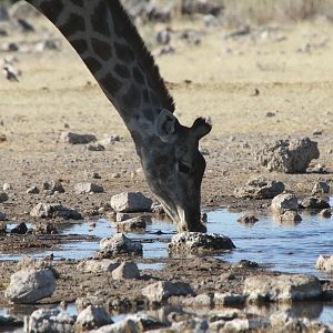 Giraffe at Etosha National Park