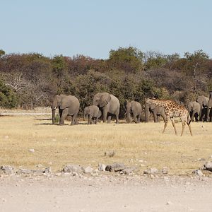 Elephant at Etosha National Park