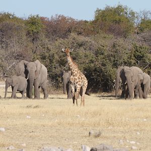 Elephant at Etosha National Park