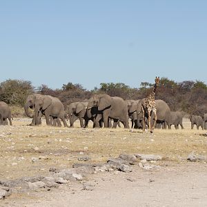 Elephant at Etosha National Park