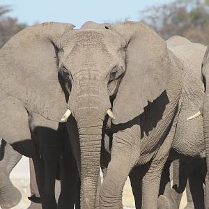 Elephant at Etosha National Park