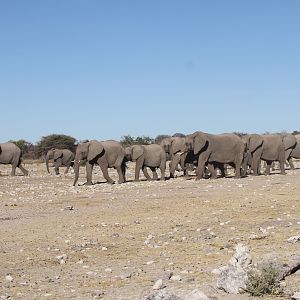 Elephant at Etosha National Park