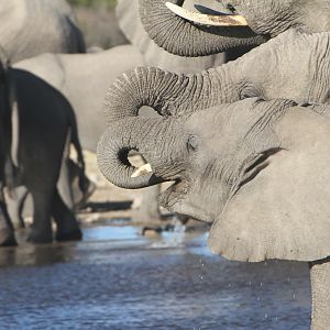 Elephant at Etosha National Park