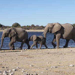 Elephant at Etosha National Park