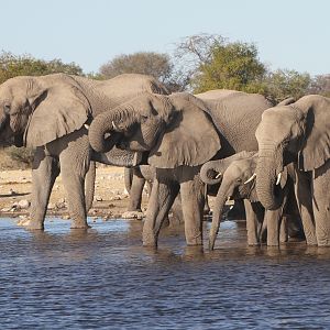 Elephant at Etosha National Park