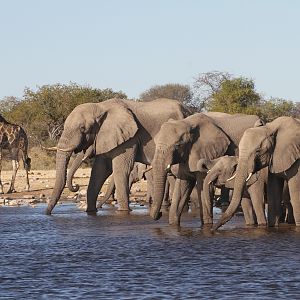 Elephant at Etosha National Park