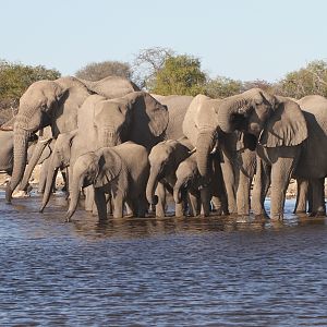 Elephant at Etosha National Park