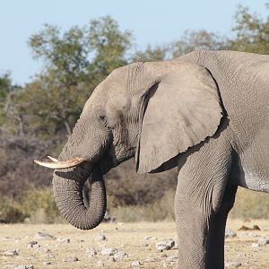 Elephant at Etosha National Park