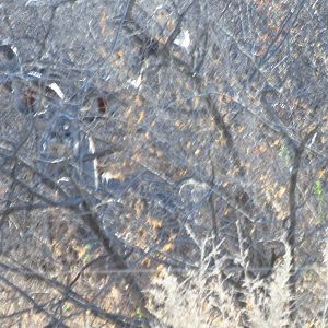 Greater Kudu Namibia