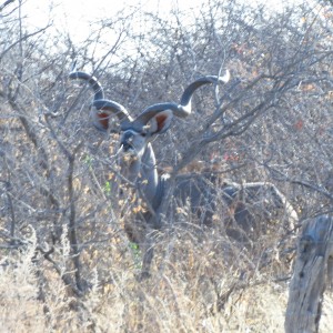 Greater Kudu Namibia