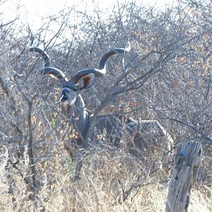 Greater Kudu Namibia