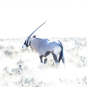 Gemsbok at Etosha National Park