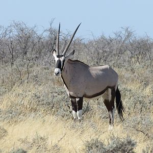 Gemsbok at Etosha National Park