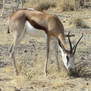 Springbok at Etosha National Park