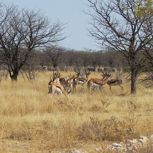 Springbok at Etosha National Park