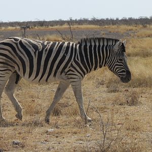 Zebra at Etosha National Park