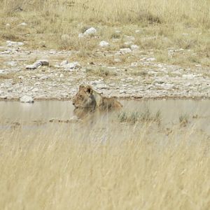 Lion at Etosha National Park