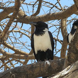 Etosha National Park