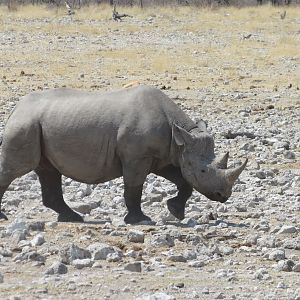 Black Rhino at Etosha National Park