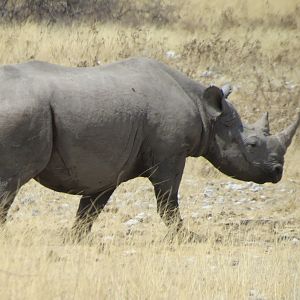 Black Rhino at Etosha National Park