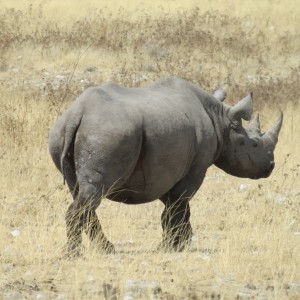 Black Rhino at Etosha National Park