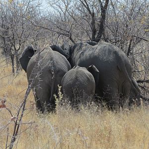 Elephant at Etosha National Park