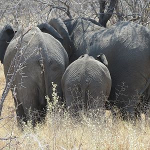 Elephant at Etosha National Park