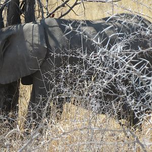 Elephant at Etosha National Park