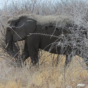 Elephant at Etosha National Park