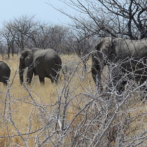 Elephant at Etosha National Park