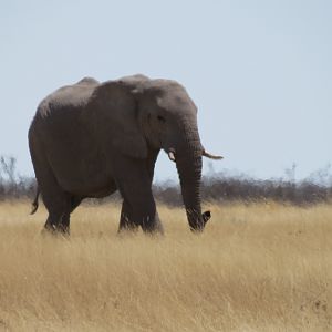 Elephant at Etosha National Park