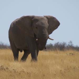 Elephant at Etosha National Park