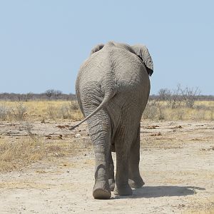 Elephant at Etosha National Park