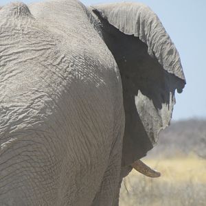 Elephant at Etosha National Park