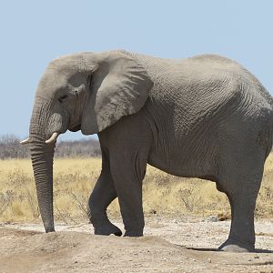 Elephant at Etosha National Park