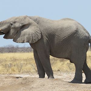 Elephant at Etosha National Park